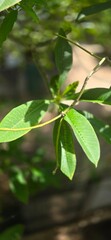 Obraz premium fresh green leaves
