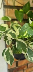 sage leaves and herbs