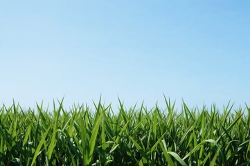 Obraz premium Abstract nature scene featuring green grass and a clear blue sky during warm seasons