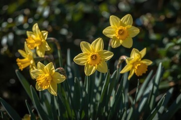 Obraz premium Bright yellow spring daffodils in bloom
