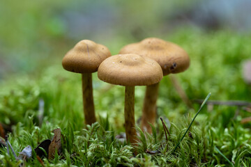 Group of three brown mushrooms growing in green mossy forest ground, closeup of wild fungi with soft blurred background for autumn nature, food and ecology themes