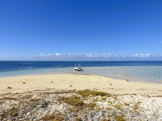 Fallen tree on Mettle Island, New Caledonia