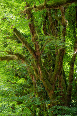 Tronc et racines d'arbre recouverts de mousse luxuriante dans la forêt. Textures naturelles aux tons verts terreux. Doubs, France