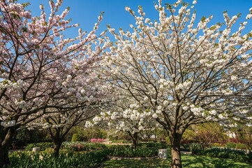 Fototapeta premium Blooming trees during springtime