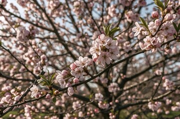 Gentle spring backdrop featuring delicate pink apple flowers