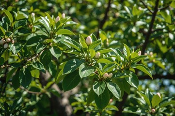 Fototapeta premium Fresh Buds and Blossoms of Spring