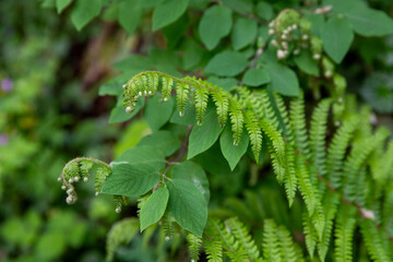 Polystic à soies (Polystichum setiferum) à l'état sauvage dans un sous bois. Grandes frondes élancées, intensément divisées, souples et très douces au toucher, et parées d'un vert éclatant. France