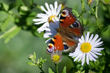 European peacock butterfly (Aglais io) sitting on a daisy in Zurich, Switzerland