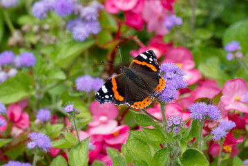 Red admiral butterfly (Vanessa Atalanta) perched on violet flower in Zurich, Switzerland