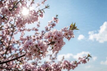 Fototapeta premium Seasonal flowers blooming with space for text