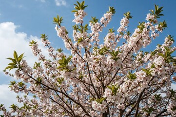 Blossoming Pink Floral Branches