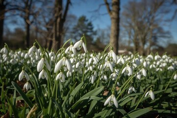 Fototapeta premium The Elegant Charm of Early Blooming Snowdrops