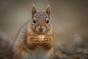 Obraz premium Nut-eating squirrel with blurred background and space for text