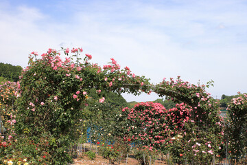 全盛期のバラ園