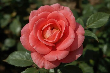 Backyard snapshot of a pink salmon rose