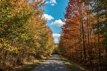 Obraz premium Autumn forest trail surrounded by colorful leaves and sunlight