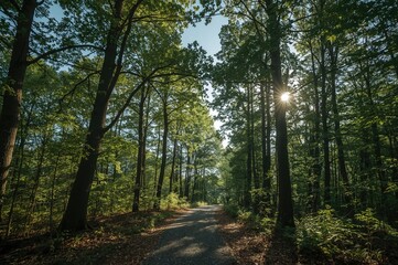 Fototapeta premium Beautiful Forest Trail Illuminated by Sunlight