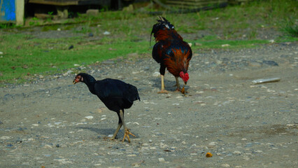 Free-Range Roosters Pecking on Dirt Road