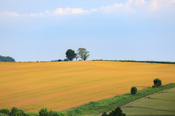 Patchwork Fields of Biei with Golden Wheat and Green Crops under Summer Sky in Hokkaido, Japan