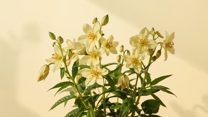 Fototapeta premium Delicate transparent yellow Columbine petals