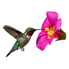 Obraz premium Hummingbird flying frozen in mid-air PNG transparent background isolated white action motion bird nature wildlife