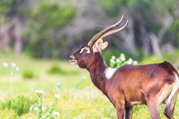 Nile lechwe (pronounced lech-way) are a sexually dimorphic species, meaning that the males and...