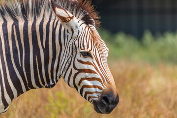 zebra close up © harshavardhan