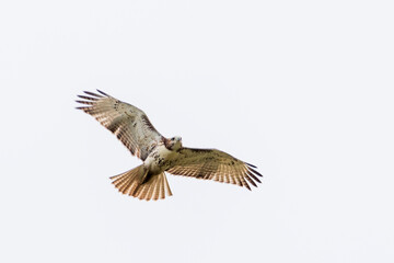 The red-tailed hawk is a bird of prey and one of the most common hawks in North America. In the United States, it is one of three species colloquially known as the 