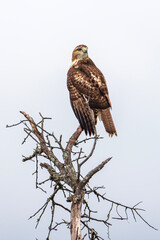 The red-tailed hawk is a bird of prey and one of the most common hawks in North America. In the United States, it is one of three species colloquially known as the 