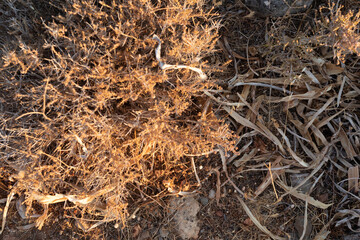 High-resolution image of dried desert plants and grass, perfect for nature, texture, or background projects. Golden hour lighting.