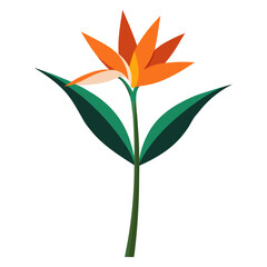 strelitzia alba vector isolated on white