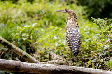 A striking bird standing on a log amidst lush green foliage in a natural habitat, showcasing its unique plumage and poised stance