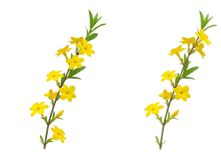 Two delicate branches of bright yellow flowers with green leaves isolated on a  showcasing floral beauty transparent background