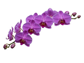 Obraz premium Elegant purple phalaenopsis orchid blossoms displayed on a deep black studio background transparent background