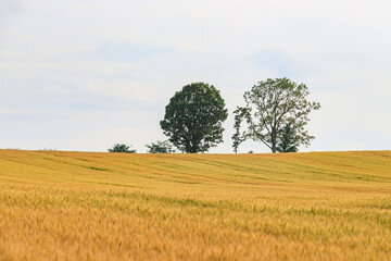Obraz premium The Iconic Parent and Child Tree in Biei, Hokkaido, Japan 