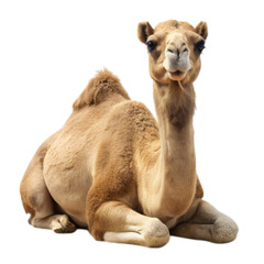 camel on white background