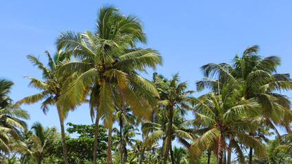 Obraz premium A beautiful landscape with coconut trees in Kerala, India