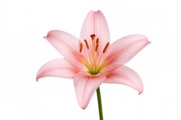 Single pink lily flower on a white background