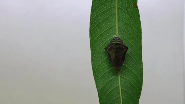 A captivating time lapse closeup video of the Common Baron butterfly (Euthalia aconthea) freshly emerging from its pupa against a clean white background.
