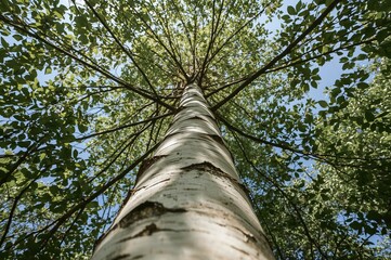 Fototapeta premium A tall birch tree with silver bark reaches upward, its thin, peeling layers catching light beneath fluttering leaves that form a luminous mosaic against the sky.