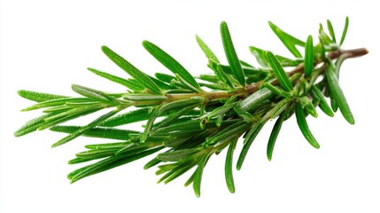 Fototapeta premium Fresh green sprig of rosemary, perfect for culinary use and adding flavor to dishes.