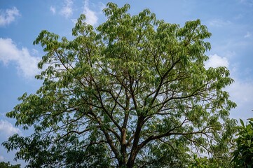 Fototapeta premium The Rain Tree (Samanea saman): A Tropical Species Renowned for Its Environmental Advantages and Carbon Dioxide Absorption
