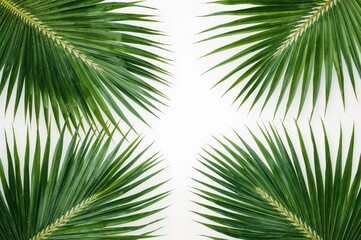Coconut palm leaves isolated on a white backdrop