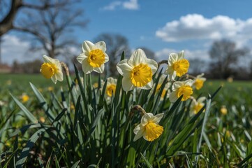 Springtime garden adorned with blooming Narcissus flowers