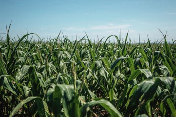 Obraz premium Extensive agricultural landscape with green corn plants thriving under the summer sun