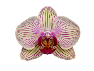 Beautiful pink and white orchid flower closeup with striking red lines on petals against black transparent background