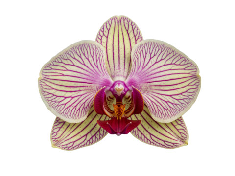 Beautiful pink and white orchid flower closeup with striking red lines on petals against black transparent background - Powered by Adobe