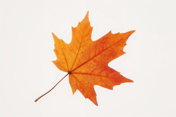 Fototapeta premium Single autumn maple leaf drying out on a plain white surface
