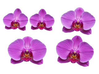 Fototapeta premium Beautiful purple orchid blooms displayed in a symmetrical arrangement against a deep backdrop transparent background