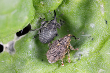 Turnip gall weevil, Ceutorhynchus assimilis (formely obstrictus, pleurostigma) (on left) and Cabbage stem weevil (Ceutorhynchus pallidactylus) (on the right).
